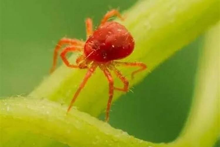 西瓜红蜘蛛怎么治