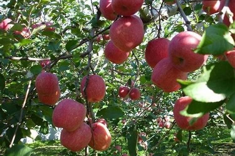 想要提高苹果果实品质,应该如何提高呢？