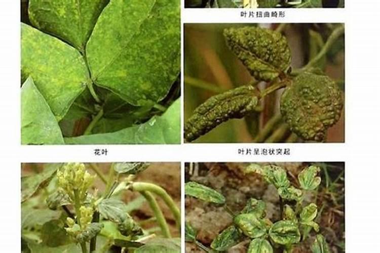 植物墙的后期养护浅谈