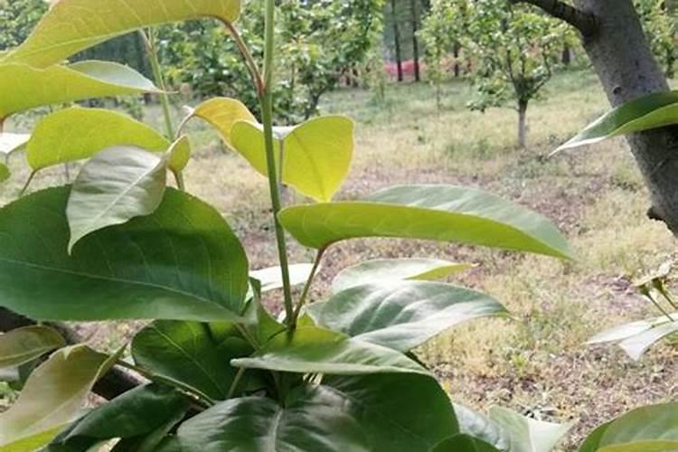 梨树花期可以打芸苔素和硼肥吗