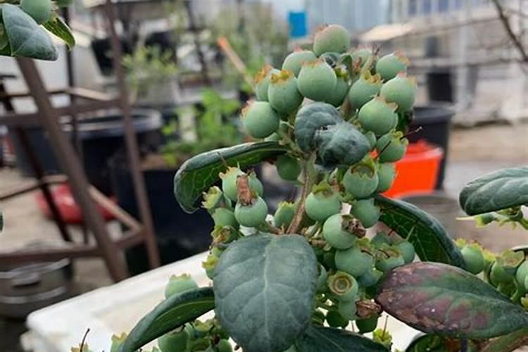 蓝莓幼苗用什么土长得好