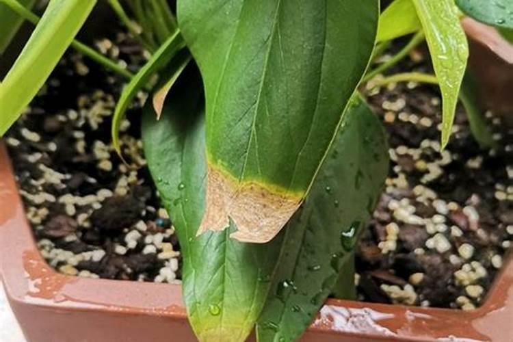 红掌水培施肥小妙招