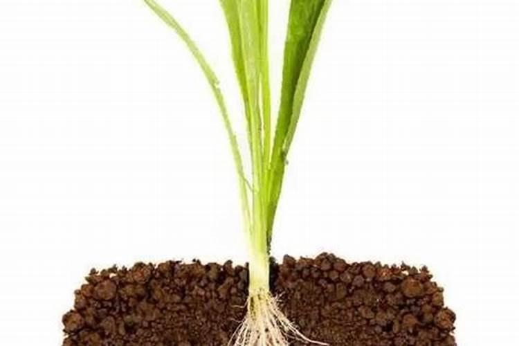 花木如何施磷肥