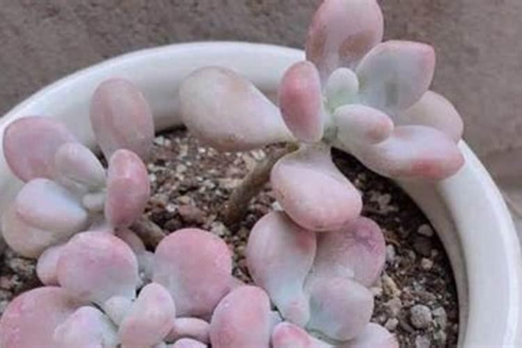 多肉桃蛋应该怎么养(多肉桃蛋应该怎么养活)