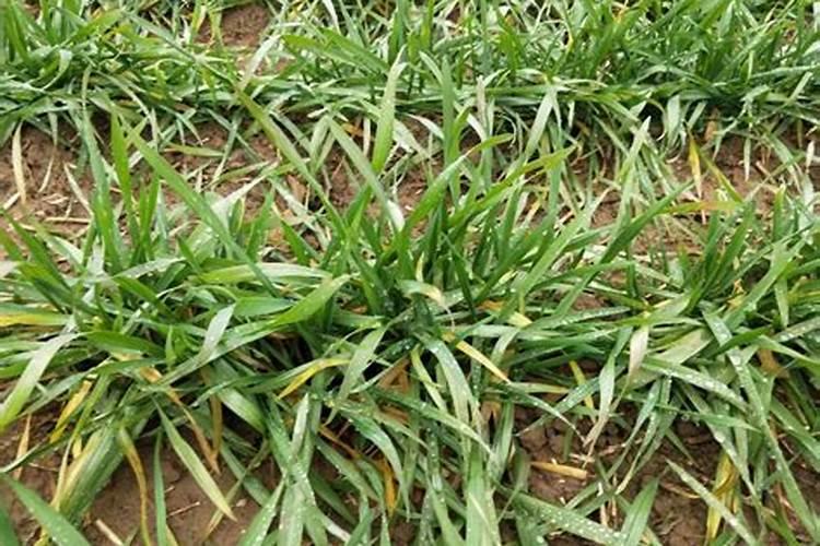 胺鲜酯和芸苔素的区别