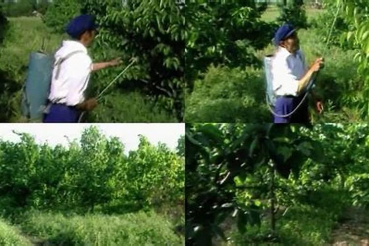 梨树花期可以打芸苔素和硼肥吗