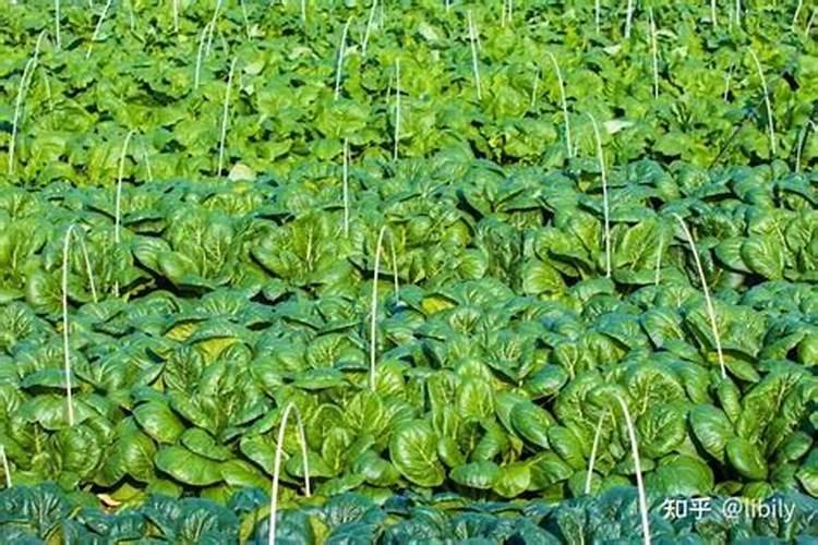 使用正确的甘蔗施肥时间和方法可以提高收成 河南甘蔗施肥时间及方法