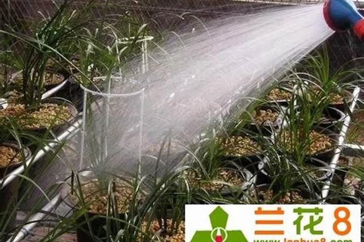 香菜可以用磷酸二氢钾吗