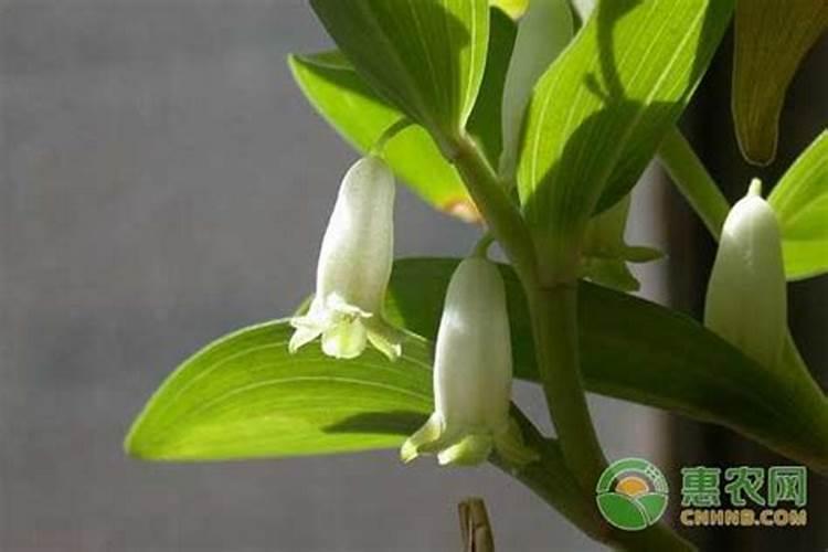 种植玉竹如何管理