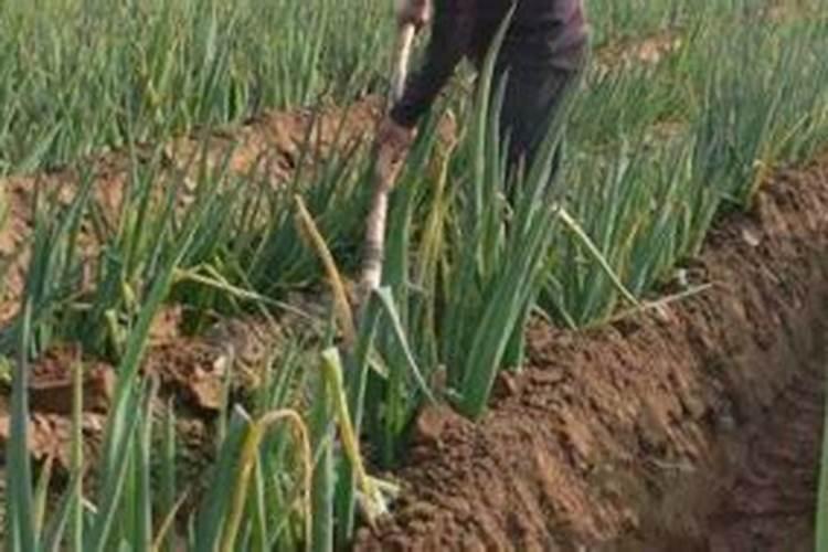 【香葱】香葱的功效与作用 香葱的种植方法