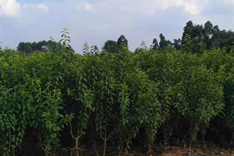 果树专用肥有哪几种