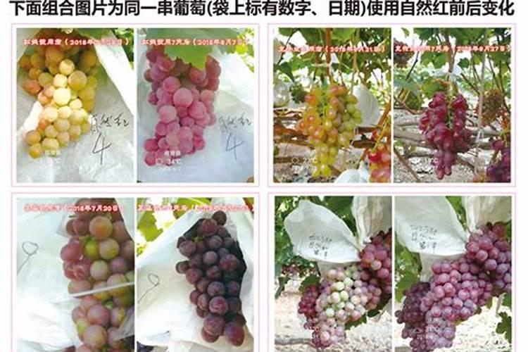 草莓高钾肥的使用方法