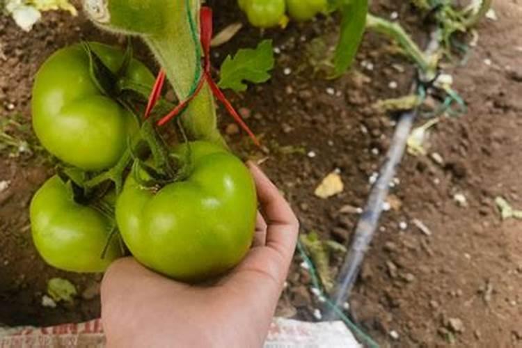 555肥料是什么肥