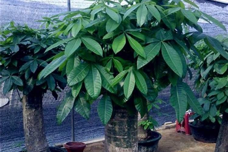 茶花什么时候施肥最好