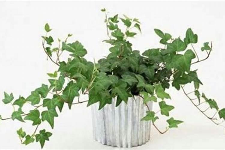 常春藤喜欢什么肥料