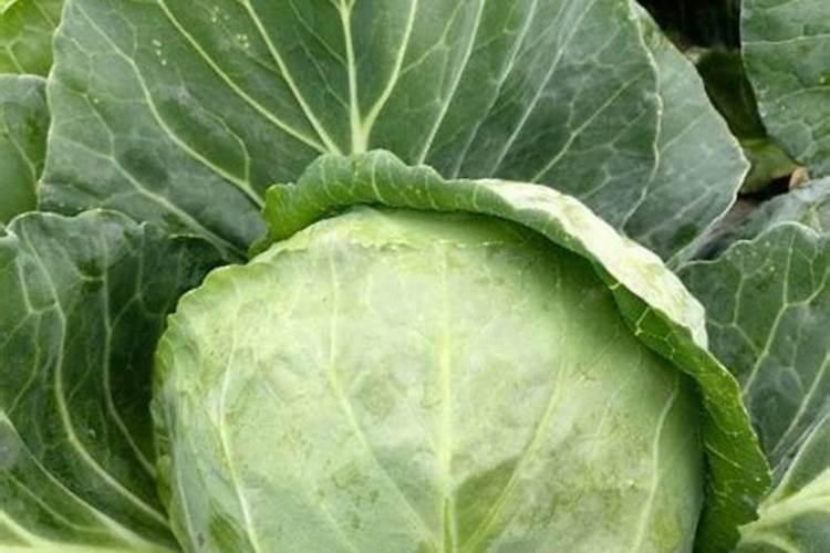 水溶肥怎么用效果好？