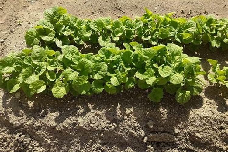 水溶肥坑太深,这些水溶肥别再买了···