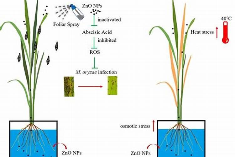水稻施肥,用哪种增产效果比较明显