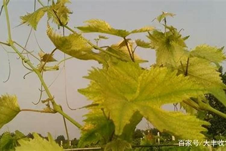 葡萄糖钛叶面肥喷葡萄增甜着色效果好吗