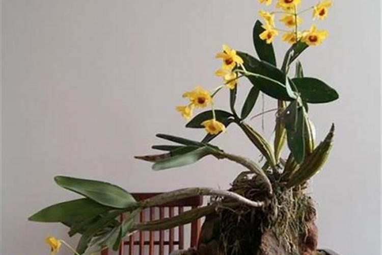 石斛兰如何施肥