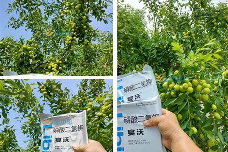 沙田柚种下几年开花结果