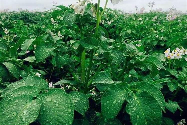 果树施硼肥怎么操作？果树施硼肥有什么用？