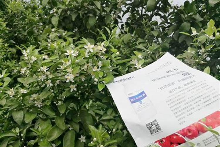 颗立硼在柑橘果树怎样使用