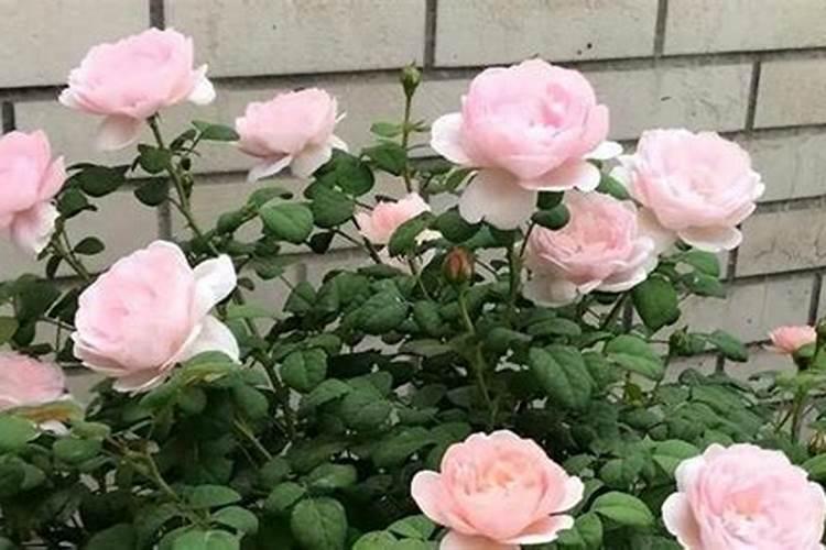 月季花有花苞了怎么施肥