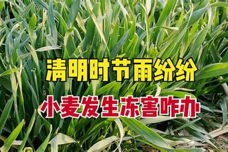 小麦清明前后还能撒尿素吗