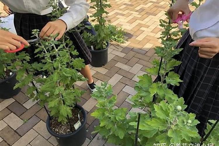 王祥林的新型叶肥再显神威