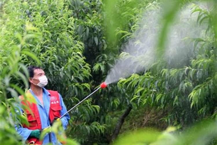 有露水可以打叶面肥吗