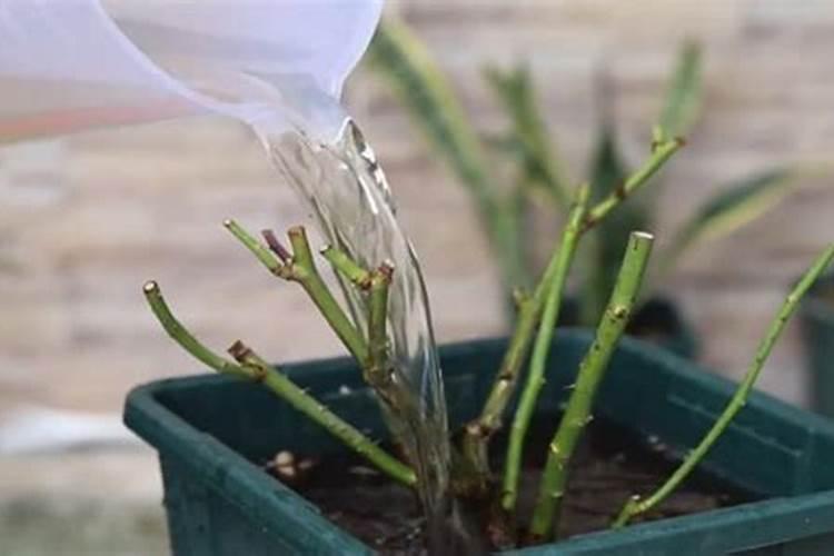 月季花秋季施肥方法