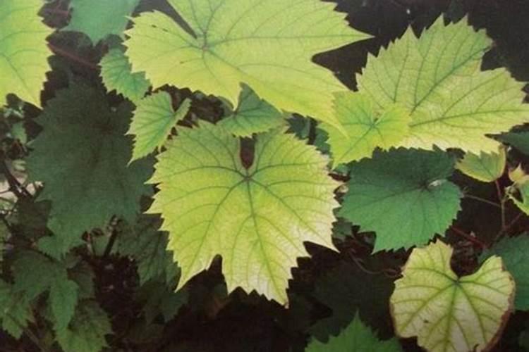 葡萄叶子为什么都变成黄色