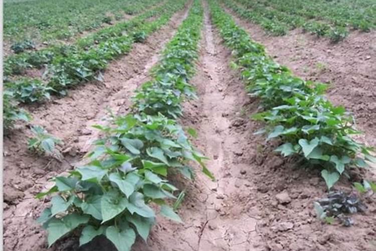 红薯种植技术与管理 30～40千克过磷酸钙