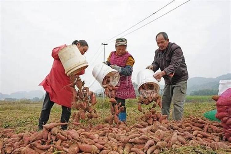 红薯最好的肥料