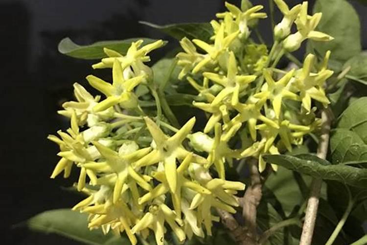 浇花的磷肥有哪些