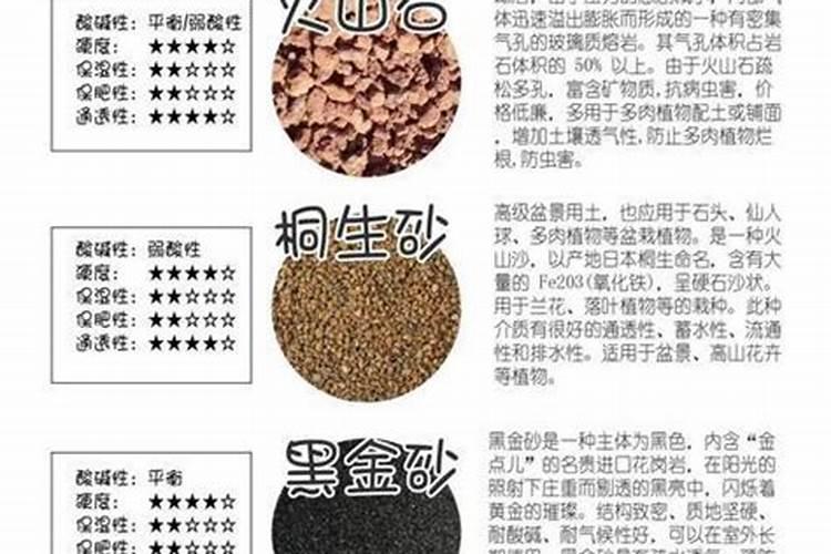 家门前种什么树好呢？