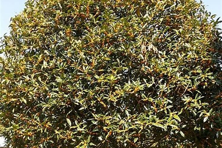 桂花叶子喷什么叶面肥最好