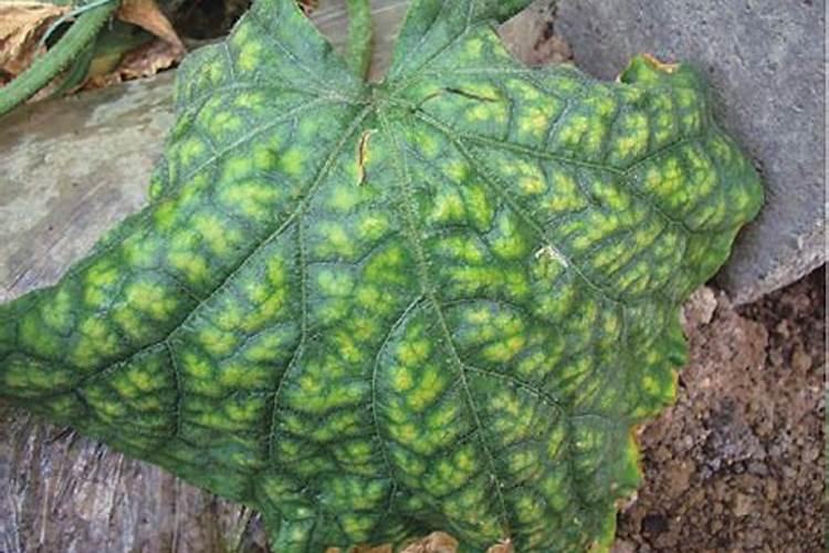 请问 黄瓜叶子边缘发黄枯萎 有白色地方 最后叶脉承绿色叶子变白枯萎...