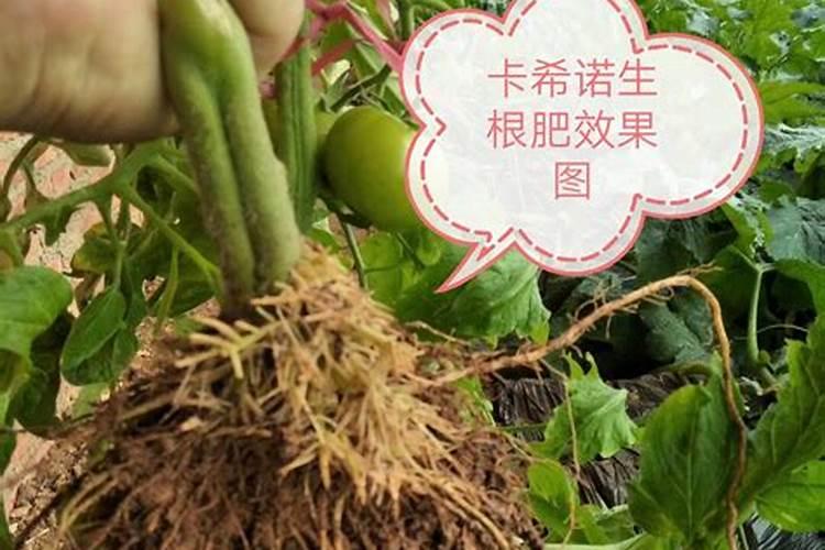 如何正确的施西红柿的基肥和追肥呢？