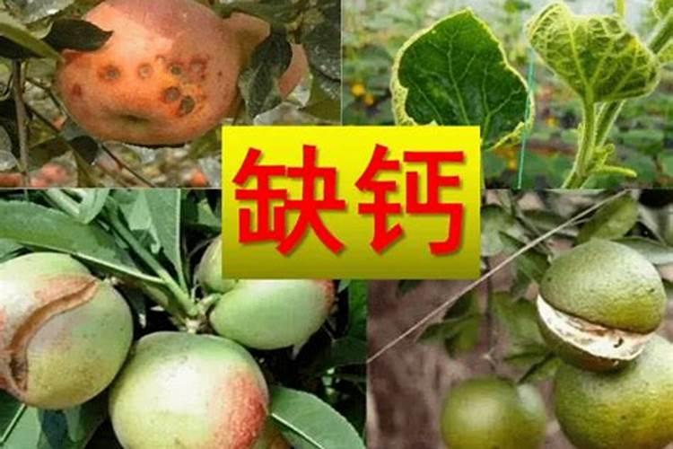 冲施是什么意思 冲施肥不只是简单的冲施 冲施滴灌肥