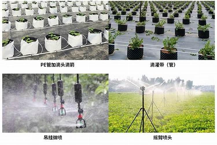 猪粪沤水肥要多久 猪粪浸泡肥的时间需多久