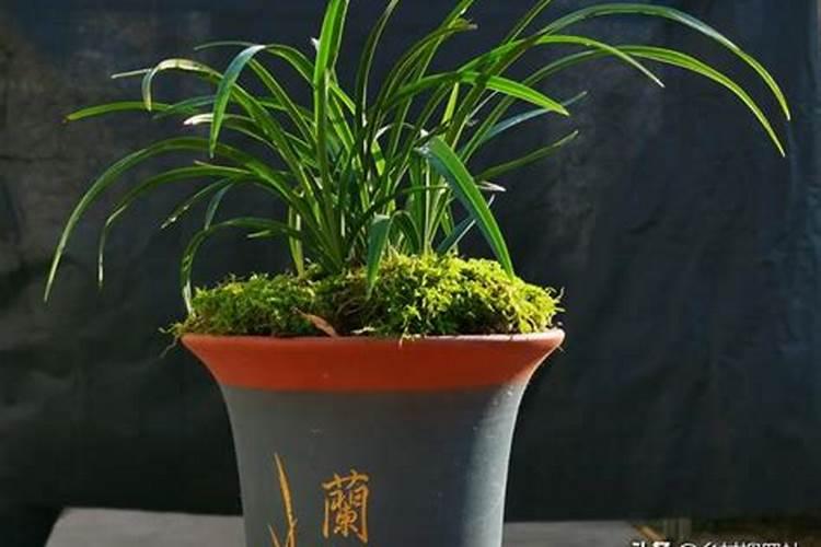 芦荟需要什么肥料养的好