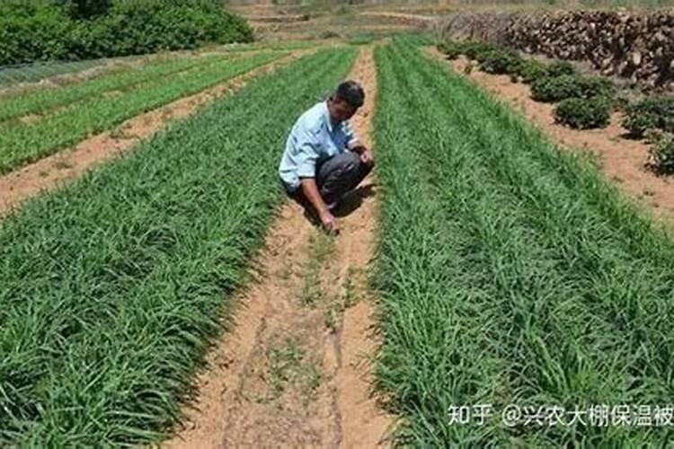 草坪夏天可以施肥吗