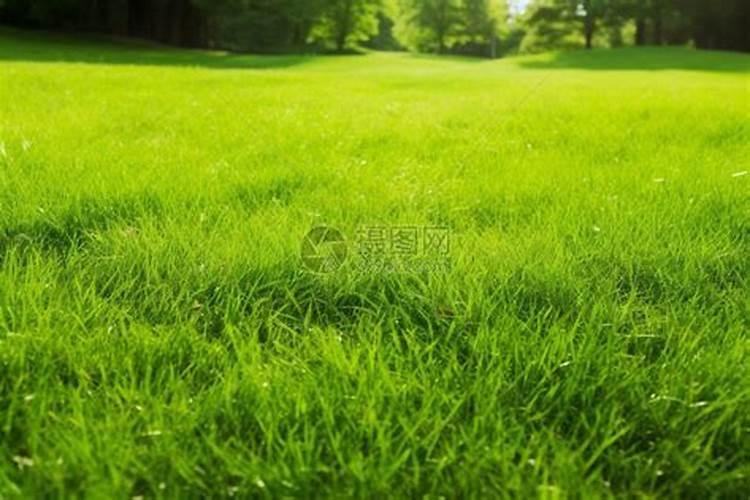 草坪夏天施肥好不好