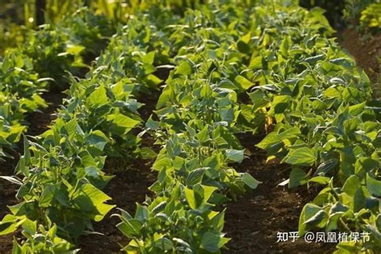 富碳高钙养心菜介绍