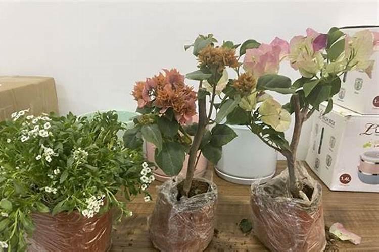 盆栽三角梅如何施底肥