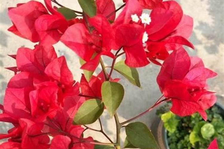 刚换盆的三角梅注意啥