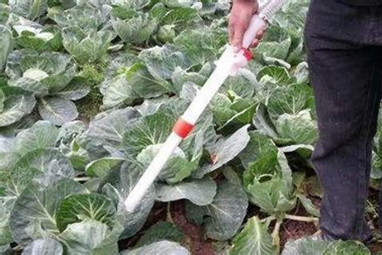 复合肥可以兑水浇植物蔬菜吗