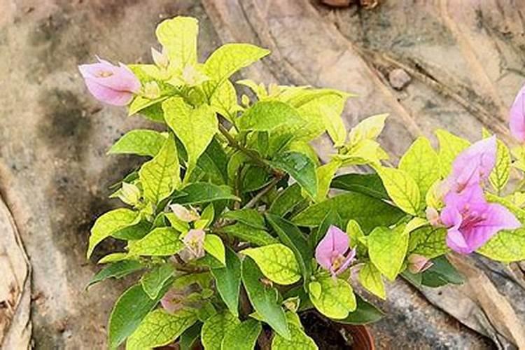 三角梅出花芽后怎么养护